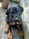 Doberman Pinscher Puppies for sale in Akron, OH, USA. price: NA
