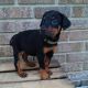Doberman Pinscher Puppies for sale in Bangor, PA 18013, USA. price: $500