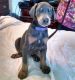 Doberman Pinscher Puppies for sale in Portland, OR, USA. price: NA