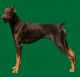 Doberman Pinscher Puppies for sale in 82 Co Rd 2131, Valley View, TX 76272, USA. price: $700