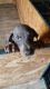 Doberman Pinscher Puppies for sale in Glen Aubrey, NY, USA. price: NA