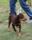 Doberman Pinscher Puppies for sale in Tampa, FL, USA. price: NA