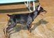 Doberman Pinscher Puppies for sale in Tampa, FL, USA. price: $500