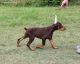 Doberman Pinscher Puppies for sale in Tampa, FL, USA. price: NA