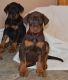 Doberman Pinscher Puppies for sale in Hartford, CT, USA. price: NA