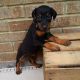 Doberman Pinscher Puppies for sale in Middletown, NY 10940, USA. price: NA