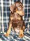 Doberman Pinscher Puppies for sale in Oklahoma City, OK, USA. price: $500