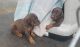 Doberman Pinscher Puppies for sale in Redding, CA, USA. price: $1,500