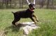 Doberman Pinscher Puppies for sale in Florissant, MO, USA. price: $650