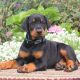 Doberman Pinscher Puppies for sale in Black River Falls, WI 54615, USA. price: NA