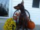 Doberman Pinscher Puppies for sale in Lincoln University, PA 19352, USA. price: NA