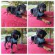 Doberman Pinscher Puppies for sale in North Adams, MA 01247, USA. price: NA
