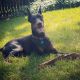 Doberman Pinscher Puppies for sale in Eugene, OR, USA. price: NA