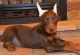 Doberman Pinscher Puppies for sale in Gillette, WY, USA. price: NA