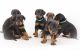 Doberman Pinscher Puppies for sale in Ohio St, Lawrence, KS, USA. price: NA