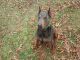 Doberman Pinscher Puppies for sale in Columbus, OH, USA. price: NA