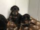 Doberman Pinscher Puppies for sale in Beverly Hills, CA, USA. price: NA