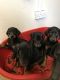 Doberman Pinscher Puppies for sale in TX-249, Houston, TX, USA. price: NA