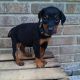 Doberman Pinscher Puppies for sale in Jacksonville, FL, USA. price: NA