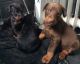 Doberman Pinscher Puppies for sale in Aurora, IL 60502, USA. price: $500