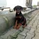 Doberman Pinscher Puppies for sale in Clifton, NJ, USA. price: NA