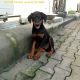 Doberman Pinscher Puppies for sale in Denver, CO, USA. price: NA