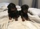 Doberman Pinscher Puppies for sale in Stewarts Point, CA 95480, USA. price: NA