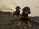 Doberman Pinscher Puppies for sale in Taylor, MI 48180, USA. price: $800