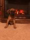 Doberman Pinscher Puppies for sale in Finlayson, MN 55735, USA. price: NA