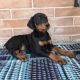 Doberman Pinscher Puppies for sale in Michigan City, MS 38647, USA. price: NA