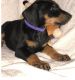 Doberman Pinscher Puppies for sale in Richmond, VA, USA. price: NA