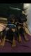 Doberman Pinscher Puppies for sale in Los Andes St, Lake Forest, CA 92630, USA. price: NA