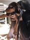 Doberman Pinscher Puppies for sale in Racine, WI 53402, USA. price: NA