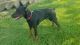 Doberman Pinscher Puppies for sale in Hillsboro, OH 45133, USA. price: NA