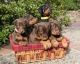 Doberman Pinscher Puppies for sale in Charleston, WV, USA. price: NA