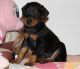 Doberman Pinscher Puppies for sale in Birmingham, AL, USA. price: $400