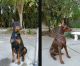 Doberman Pinscher Puppies for sale in Pleasanton, CA, USA. price: $1,500