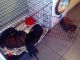 Doberman Pinscher Puppies for sale in Ohio Pike, Amelia, OH 45102, USA. price: NA