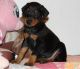 Doberman Pinscher Puppies for sale in Richmond, VA, USA. price: NA