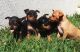 Doberman Pinscher Puppies for sale in St. Louis, MO, USA. price: NA