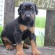 Doberman Pinscher Puppies for sale in Charleston, WV, USA. price: $400