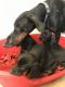 Doberman Pinscher Puppies for sale in Chicago, IL, USA. price: $500