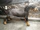 Doberman Pinscher Puppies for sale in Hopedale, OH 43976, USA. price: NA