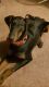 Doberman Pinscher Puppies for sale in Springfield, OH, USA. price: NA