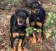 Doberman Pinscher Puppies for sale in Birmingham, AL, USA. price: NA