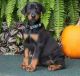 Doberman Pinscher Puppies for sale in Manchester, NH, USA. price: NA