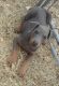 Doberman Pinscher Puppies for sale in Needville, TX 77461, USA. price: NA