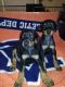 Doberman Pinscher Puppies for sale in Hartford, AL 36344, USA. price: $450