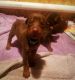Doberman Pinscher Puppies for sale in Puyallup, WA, USA. price: NA
