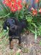 Doberman Pinscher Puppies for sale in Sebring, FL 33875, USA. price: $995